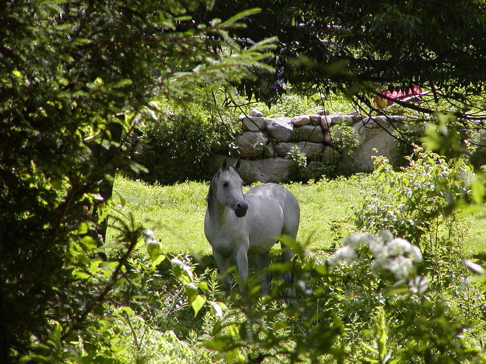 Arabian Horse Inn 수드버리 외부 사진
