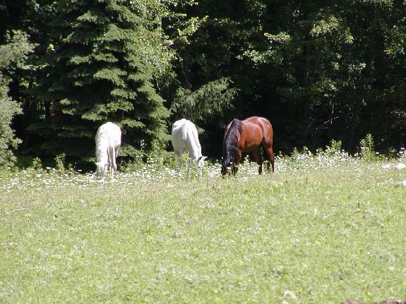 Arabian Horse Inn 수드버리 외부 사진