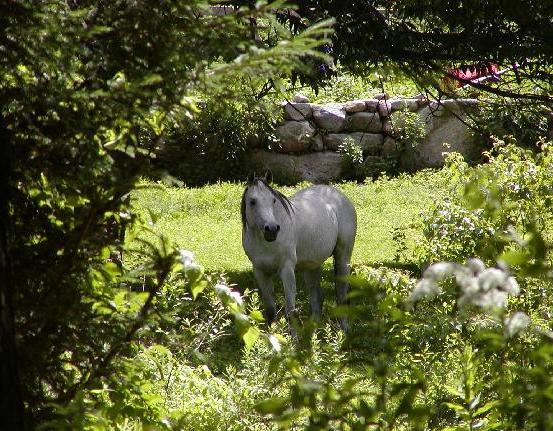 Arabian Horse Inn 수드버리 외부 사진