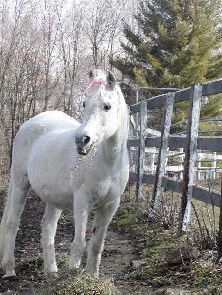 Arabian Horse Inn 수드버리 외부 사진